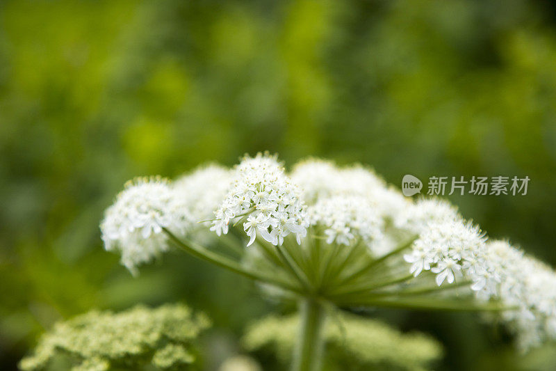 这是一株牛防风草(最大的赫拉克勒姆)的小白花的特写，图为博纳旺蒂尔岛Percé， Gaspésie地区。